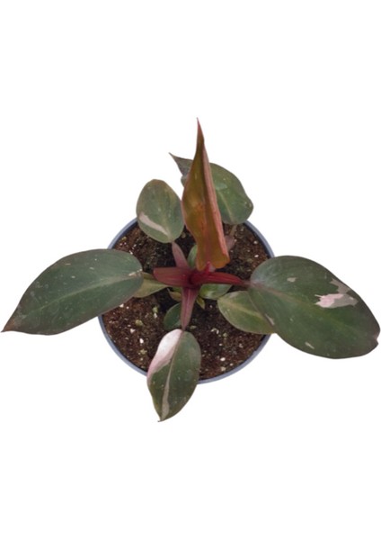 Philodendron 'Pink Princess' fiyatları