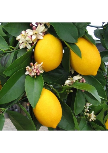 Mayer Limon Fidanı Tüplü Aşılı 2 Yaş (90-110 Cm)