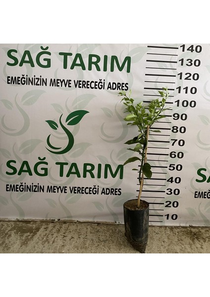Mayer Limon Fidanı Tüplü Aşılı 2 Yaş (90-110 Cm)