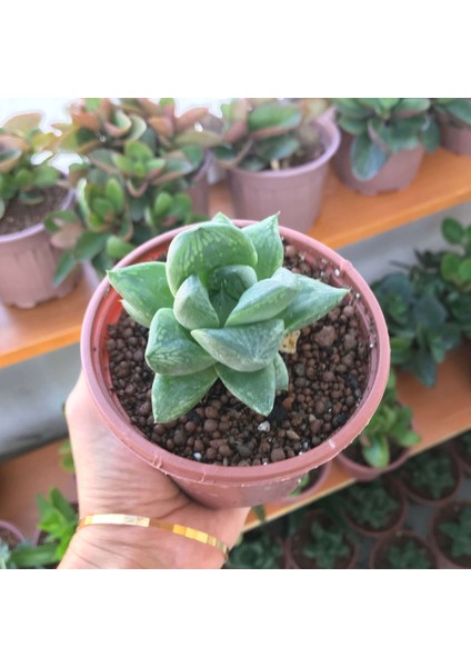 Sukulent Çeşitleri Cymbiformis Haworthia (5,5 cm Saksı)