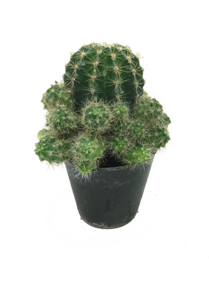 Echinopsis Eyriesii - Bol Yavrulu Kaktüs