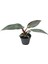 Philodendron 'Pink Princess' 1