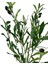 Yapay Çiçek Siyah Saksıda Zeytin Dalı 60CM 3