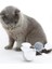 Pet Hareketli Oyuncak Akıllı Elektronik Tumbler Topu Interaktif Kedi Oyuncak Chaser Kittens Entertainment Egzersiz Kedi Oyuncakları (Yurt Dışından) 3