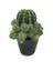 Echinopsis Eyriesii - Bol Yavrulu Kaktüs 1