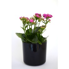 Leo Garden Mimoza-11- Saksı