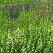 Bilgarden Meksida Beyazı Hyssop Çiçeği Tohumu(50 Tohum)