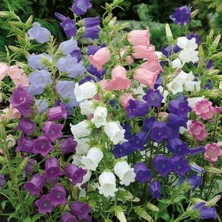 Bilgarden Calycanthema ‘cup & Saucer’ Campanula Karışık Çan Çiçeği Tohumu (100 Tohum)