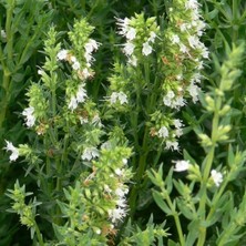 Bilgarden Beyaz Çiçekli Hysop Çiçeği (50 Tohum)