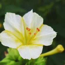 Bilgarden Beyaz Renkli Akşam Sefası Çiçeği Tohumu(20 Tohum)