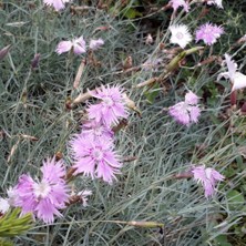 Bilgarden Pembe Dianthus Çiçeği Tohumu (50 Adet)