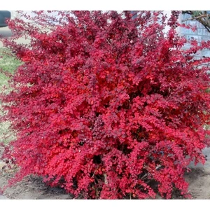 Taşkar Peyzaj Berberis Fidanı ( 20-30 Cm)