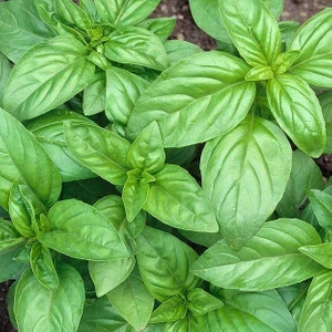 Geniş Yaprakllı Genovese Fesleğen Tohumu (200 Tohum)