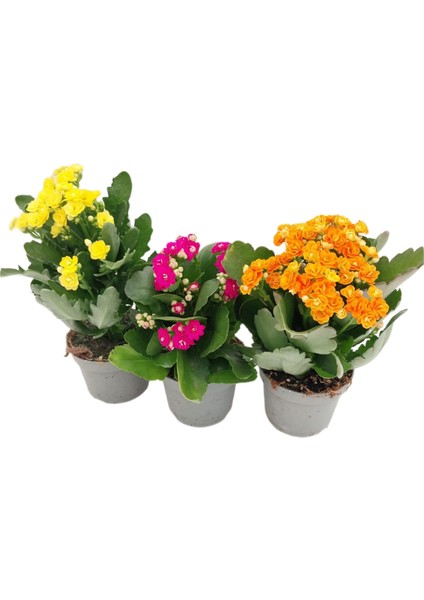 Kalanşo 3lü Iç Mekan 20-40 cm