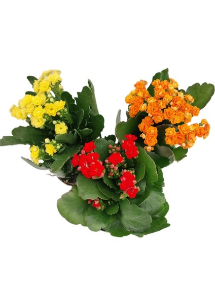 Kalanşo 3lü Iç Mekan 20-40 cm modelleri