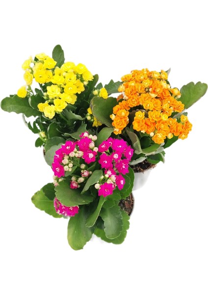 Kalanşo 3lü Iç Mekan 20-40 cm fırsatları