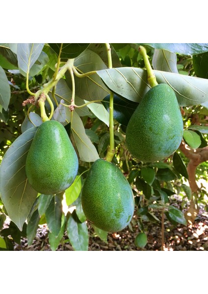 3 Yaş Füerte Avokado Fidanı