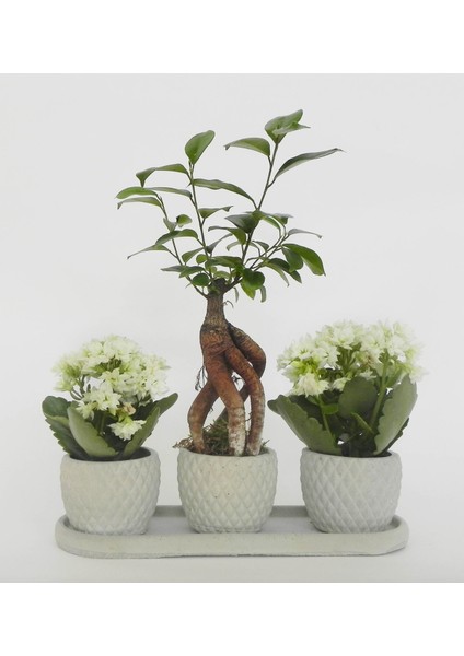 Eti Fiyu Gri 3 Lü Saksı Seti modelleri