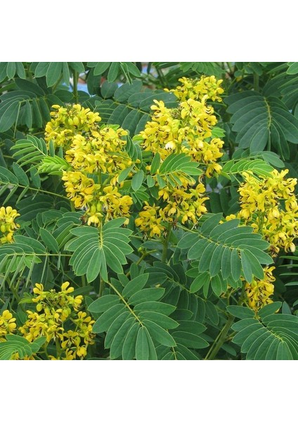 Senna Hebecarpa Çiçeği Tohumu (25 Tohum)