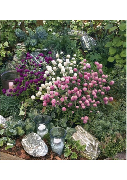 Gomphrena Globosa Karışık Medine Çiçeği Tohumu (50 Tohum) fiyatları