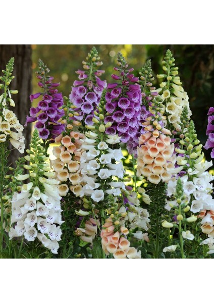 Excelsior Mixed Karışık Renkli Yüksükotu Çiçeği Tohumu (700 Tohum) modelleri