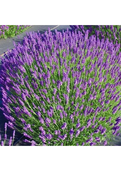 Lavandula Angustifolia Lavanta Çiçeği TOHUMU(25000 Tohum)