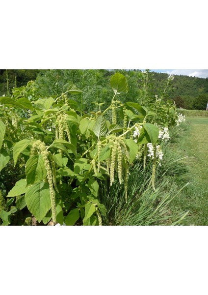 Yeşil Renkli Amaranthus (Horoz Ibiği) Çiçeği Tohumu (50 Tohum)