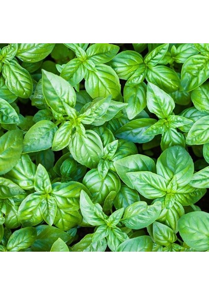 Geniş Iri Yapraklı Genovese Fesleğen Tohumu (250 Tohum) fiyatları