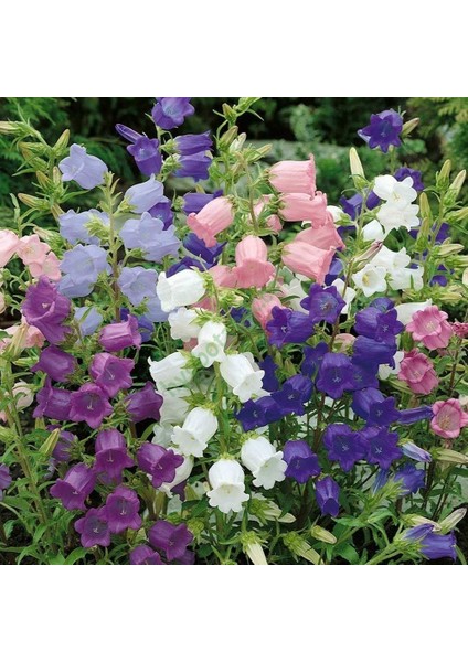 Calycanthema ‘cup & Saucer’ Campanula Karışık Çan Çiçeği Tohumu (100 Tohum)