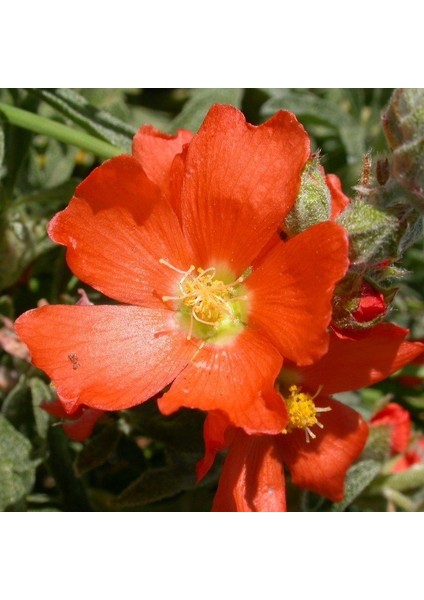 Scarlet Globe Mallow Çiçeği Tohumu (50 Tohum)