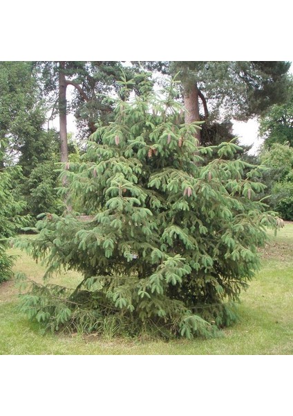 Picea Likiangensis Çin Ladini Tohumu (10 Tohum) modelleri