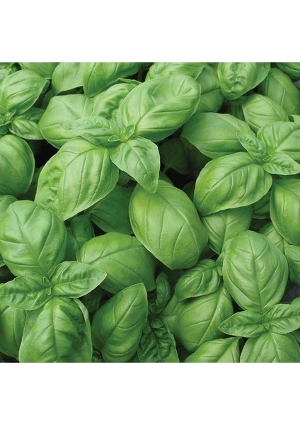 Tatlı Geniş Yapraklı Fesleğen Tohumu (250 Tohum)