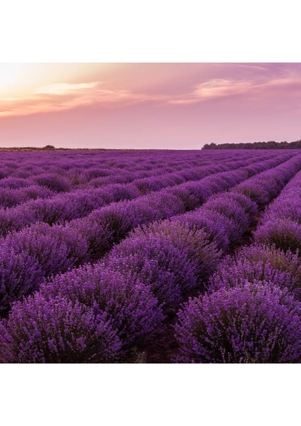 Lavandula Angustifolia Lavanta Çiçeği Tohumu(10 Gram)