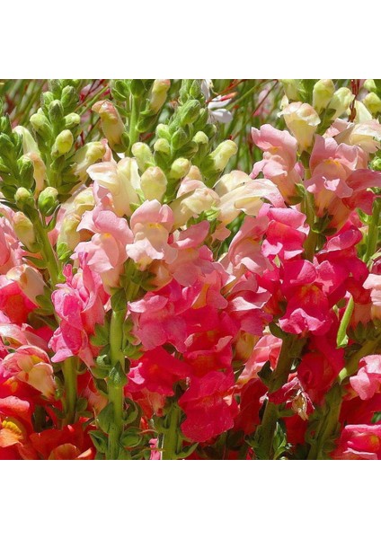 Antirrhinum Rainbow Mixed Karışık Aslanağzı Çiçeği TOHUMU(200 Tohum)