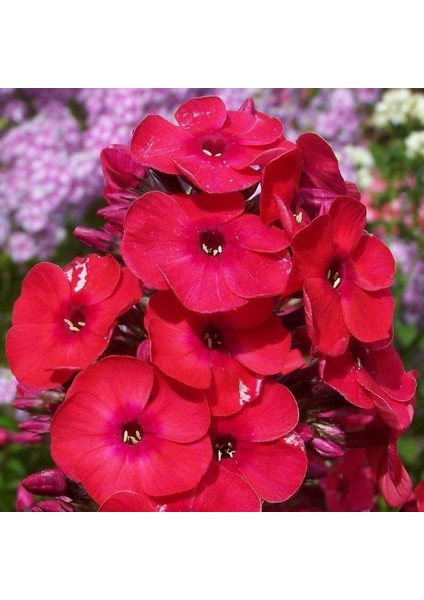 Kırmızı Love Floks Çiçeği Tohumu (100 Tohum)