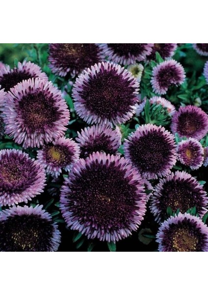 Pompon Blue Moon Aster Çiçeği Tohumu (50 Tohum)