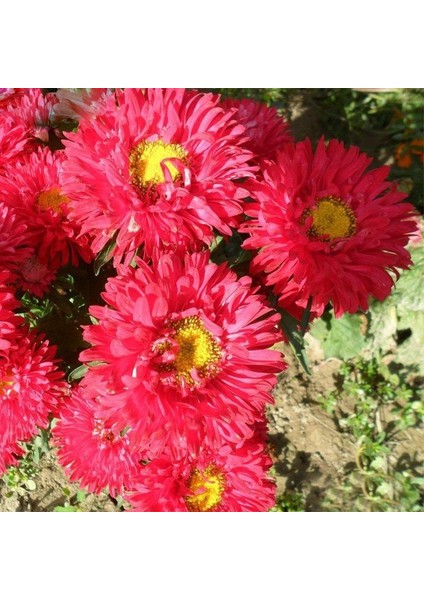 Pompon Fire Beacon Aster Çiçeği Tohumu(50 Tohum)