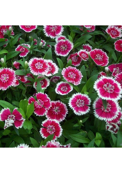 Lila Sweet William Dianthus Barbadus Çiçeği Tohumu (50 Adet)