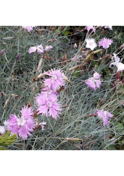 Pembe Dianthus Çiçeği Tohumu (50 Adet)