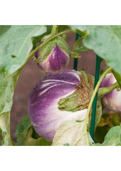 Doğal Rosa Bianca Patlıcan Tohumu(20 Adet)