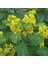 Senna Hebecarpa Çiçeği Tohumu (25 Tohum) 1