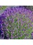 Lavandula Angustifolia Lavanta Çiçeği TOHUMU(25000 Tohum) 1