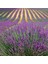 Lavandula Angustifolia Lavanta Çiçeği TOHUMU(100 Adet) 2