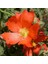 Scarlet Globe Mallow Çiçeği Tohumu (50 Tohum) 2
