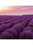 Lavandula Angustifolia Lavanta Çiçeği Tohumu(10 Gram) 2