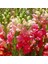 Antirrhinum Rainbow Mixed Karışık Aslanağzı Çiçeği TOHUMU(200 Tohum) 2
