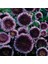 Pompon Blue Moon Aster Çiçeği Tohumu (50 Tohum) 1