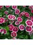 Lila Sweet William Dianthus Barbadus Çiçeği Tohumu (50 Adet) 3