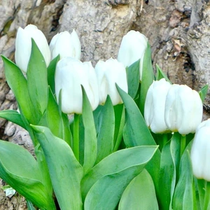 Ev Ve Bahçe Ithal Özel Update Lale Soğanı (5 Soğan)