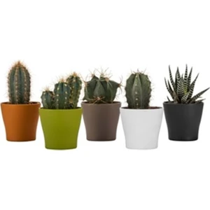 Gardenya Kaktüs 5,5 Pastel Mix Saksı